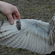 Hornuggla, Sundre 20060426